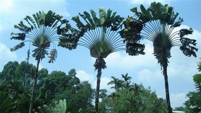  7 أغذية غير معهودة تعتمد عليها البشرية مستقبلًا، أبرزها الموز الكاذب وقدم الجمل