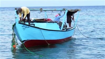 رغم نجاحات القطاع، لماذا لا تنخفض أسعار الأسماك؟ 