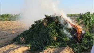 حدائق الشيطان، إبادة زراعات نبات الخشخاش وضبط 6 أطنان مخدرات خلال أسبوع 