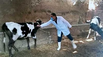 غدا، الزراعة تطلق الحملة القومية الأولى لتحصين الماشية ضد الحمى القلاعية والوادي المتصدع
