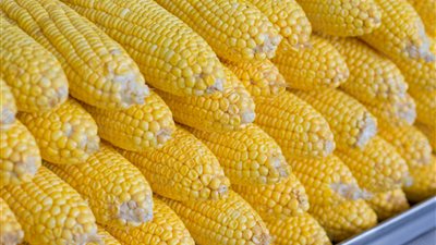 2 مليار و571 مليون دولار فاتورة واردات مصر من الذرة خلال 10 شهور