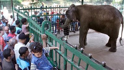 اليوم العالمي لذوي القدرات، طلاب ذوي الهمم يزورون متحف الحضارات والحيوان بالجيزة 