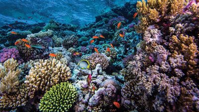 أستاذ مناخ يكشف تأثير ملوحة البحر على الكائنات البحرية