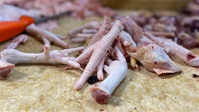 صاحب محل فرارجي: الصنايعية بيكسبوا 100 جنيه يوميا من بيع أرجل الدجاج (فيديو)