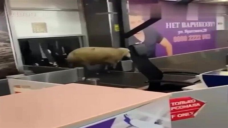 كبش يقتحم صالة مطار،