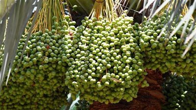 تفسير رؤية البلح الأخضر في المنام وعلاقته بالتخلص من جميع الهموم والأزمات