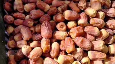 زيادة فرص العمل في مصانع الوادي الجديد 