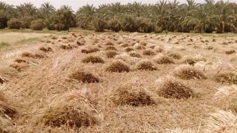 ارتفاع سعر توريد