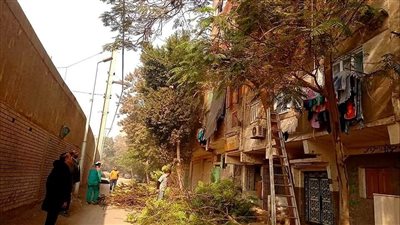 البيئة تعلن الانتهاء من مشروع تشجير قرى الريف المصري 