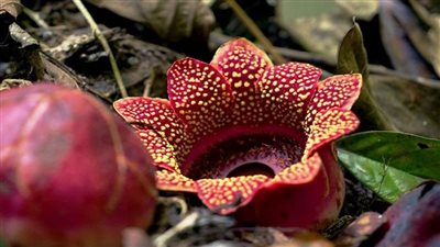 الزهرة ذات الرائحة الكريهة تعود لغابات الصين بعد اختفاء 3 عقود