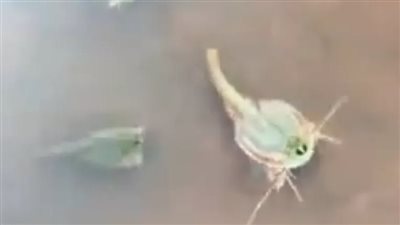 عاش منذ 550 مليون سنة، روبيان الديناصورات يظهر من جديد