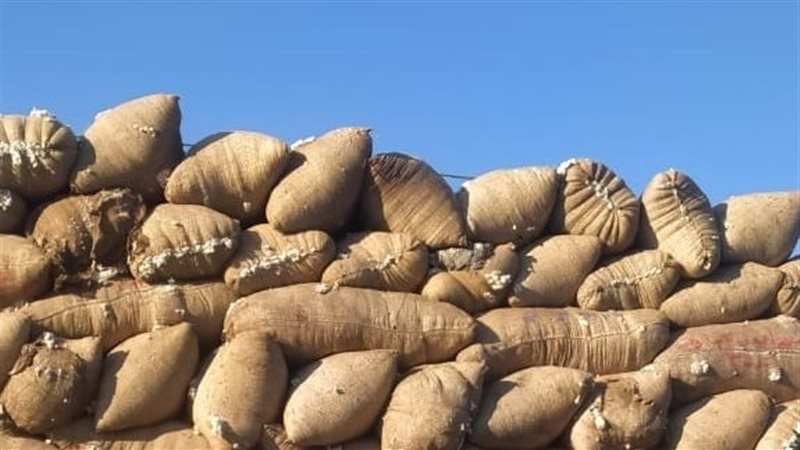 القطن، فيتو