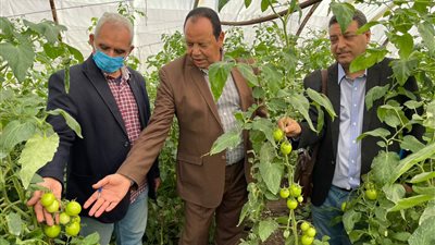 الزراعة تنظم يوما حقليا لتقييم هجن طماطم البرنامج الوطني لتقاوي الخضر