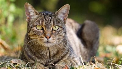 تفسير حلم القطة في المنام وعلاقته بالخيانة الزوجية والمكر والخداع 