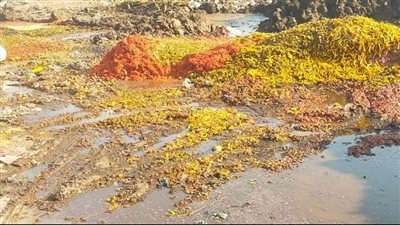 ضبط وإعدام 52 طن مخللات بعد رفضها معمليا بالشرقية (صور)