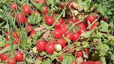 أسعار الطماطم، شعبة الخضروات: تراجع أسعار الطماطم بسبب دخول الطرح الجديد للأسواق