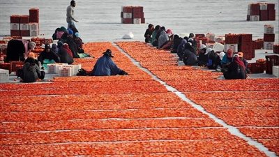 إسنا تغزو العالم من مناشر الطماطم، بنات وشباب الأقصر يحاربون البطالة بالثمار المجففة (صور)