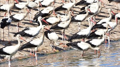 وزيرة البيئة: تطوير محطة بحيرات الأكسدة بشرم الشيخ لحماية الطیور الحوامة المھاجرة