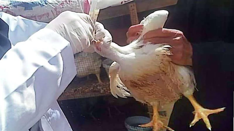 تحصين الطيور بكفر