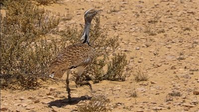  التنوع البيولوجي 2022.. رئاسة مصر لجلسات التفاوض بمؤتمر cop15 بكندا.. وإطلاق وتوطين طائر الحباري بالتعاون مع الإمارات