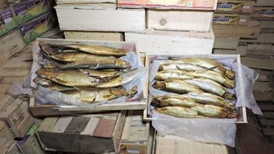 ضبط كميات رنجة فاسدة ولحوم خارج المجزر وتحرير 101 مخالفة تموينية بالفيوم