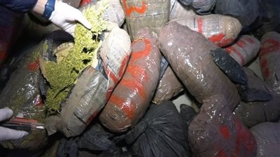 إحباط تهريب 1.2 طن بانجو في السويس (صور) 