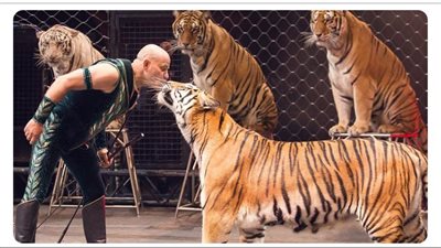 نمر يغدر بمدربه أثناء أداء عرض في إيطاليا 