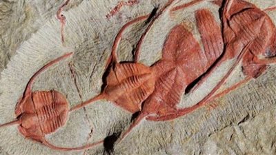 اكتشاف حشرات عملاقة عمرها 470 مليون سنة في المغرب