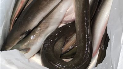 جمارك الصادرات الجوية بمطار القاهرة تحبط تهريب 5 طرود من حنشان البحر