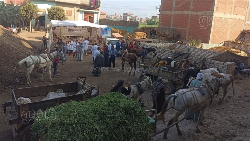 قافلة بيطرية مجانية
