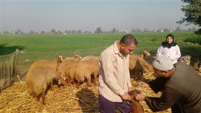 الطب البيطري بالبحيرة: علاج 12 ألف رأس ماشية 