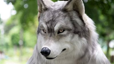  مواطن ياباني يدفع 3 ملايين ين ليصبح ذئبا 