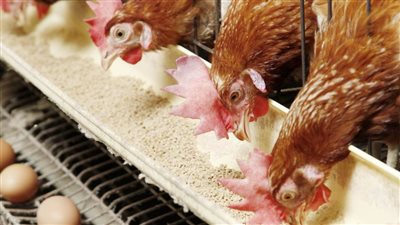 أسعار الفراخ اليوم للمستهلك الثلاثاء 3 -1-2023