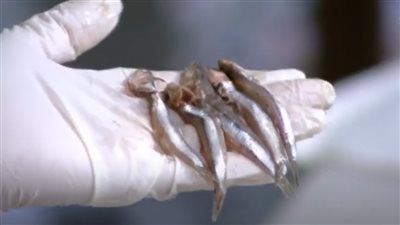 طريقة عمل بساريا فرن مع الشيف فيفيان (فيديو) 