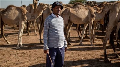 صومالي يترك الحياة في كندا ويعود إلى بلاده ليرعى الإبل (صور)