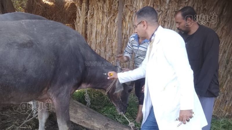 الحمى القلاعية، فيتو