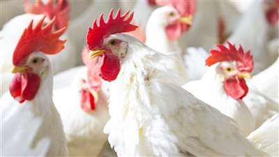 بورصة الدواجن العمومية، ارتفاع أسعار الدواجن إلى 60 جنيها للكيلو