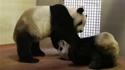 لا تحبه.. باندا عملاقة ترفض الإنجاب من زوجها