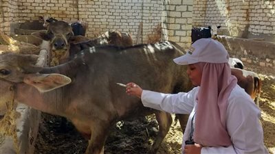 بيطري المنيا يحرر 697 مخالفة خلال حملات رقابية بجميع المراكز خلال 2022