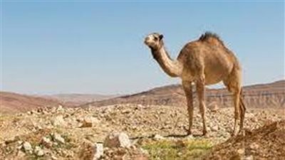 تفسير رؤية الجمل في المنام وعلاقته بالتخلص من الأعداء والانتصار عليهم 