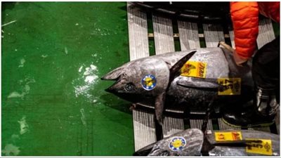 سمكة تونة تدخل المزاد بعشرات الملايين