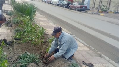 زراعة 937 شجرة في الإسكندرية خلال أسبوع ضمن المبادرة الرئاسية 