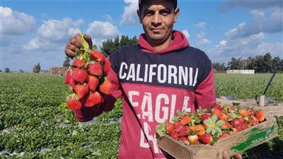 الفراولة، الذهب الأحمر يزين أراضي البحيرة وفرحة المزارعين بموسم حصاده (فيديو)