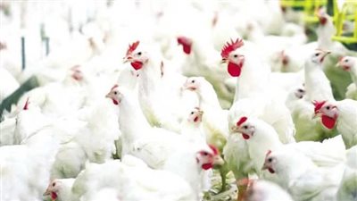 أسعار الدواجن اليوم، 145 جنيها سعر كيلو الفيليه للمرة الأولى بالأسواق