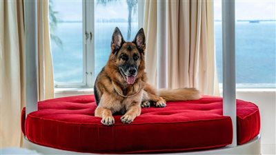 جانثر السادس، قصة كلب ثروته تجاوزت الـ500 مليون دولار