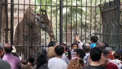 ملامح تطوير حديقة الحيوان بالجيزة، إقامة مناطق ترفيهية الأبرز 