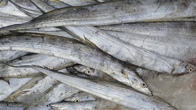 انتشار أسماك السيوف بأسواق البحيرة (فيديو)