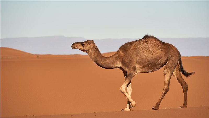 آراء العلماء في حكم