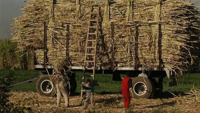 انطلاق موسم توريد قصب السكر من أسوان.. التموين: نستهدف توريد 8 ملايين طن بـ9 مليارات جنيه