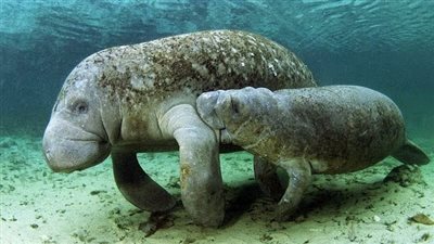 مشهد نادر لخراف البحر وهي تقوم بتدفئة بعضها (فيديو)